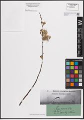 Foto von Salix cinerea L.